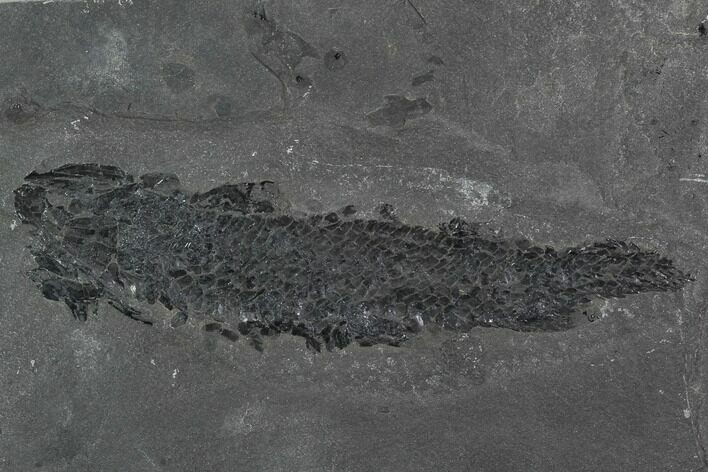 Devonian Lobed-Fin Fish (Osteolepis) - Scotland #98037